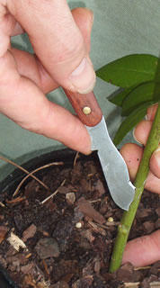 Grafting & Budding Knife