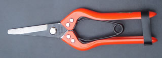 Needlenose Pruner
